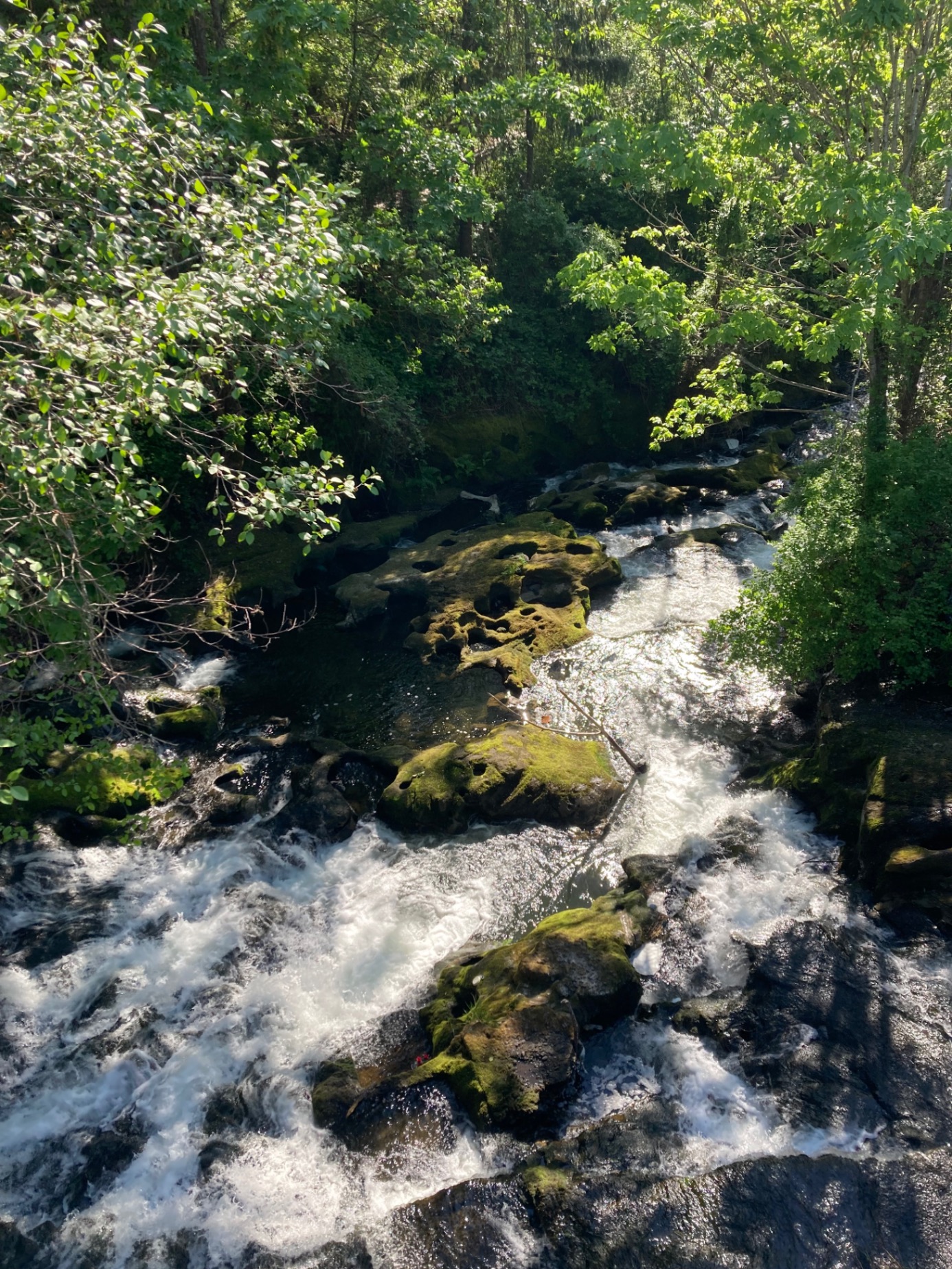 Pacific Northwest forest stream near Bellingham