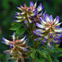 Astragalus herb flowers in bloom